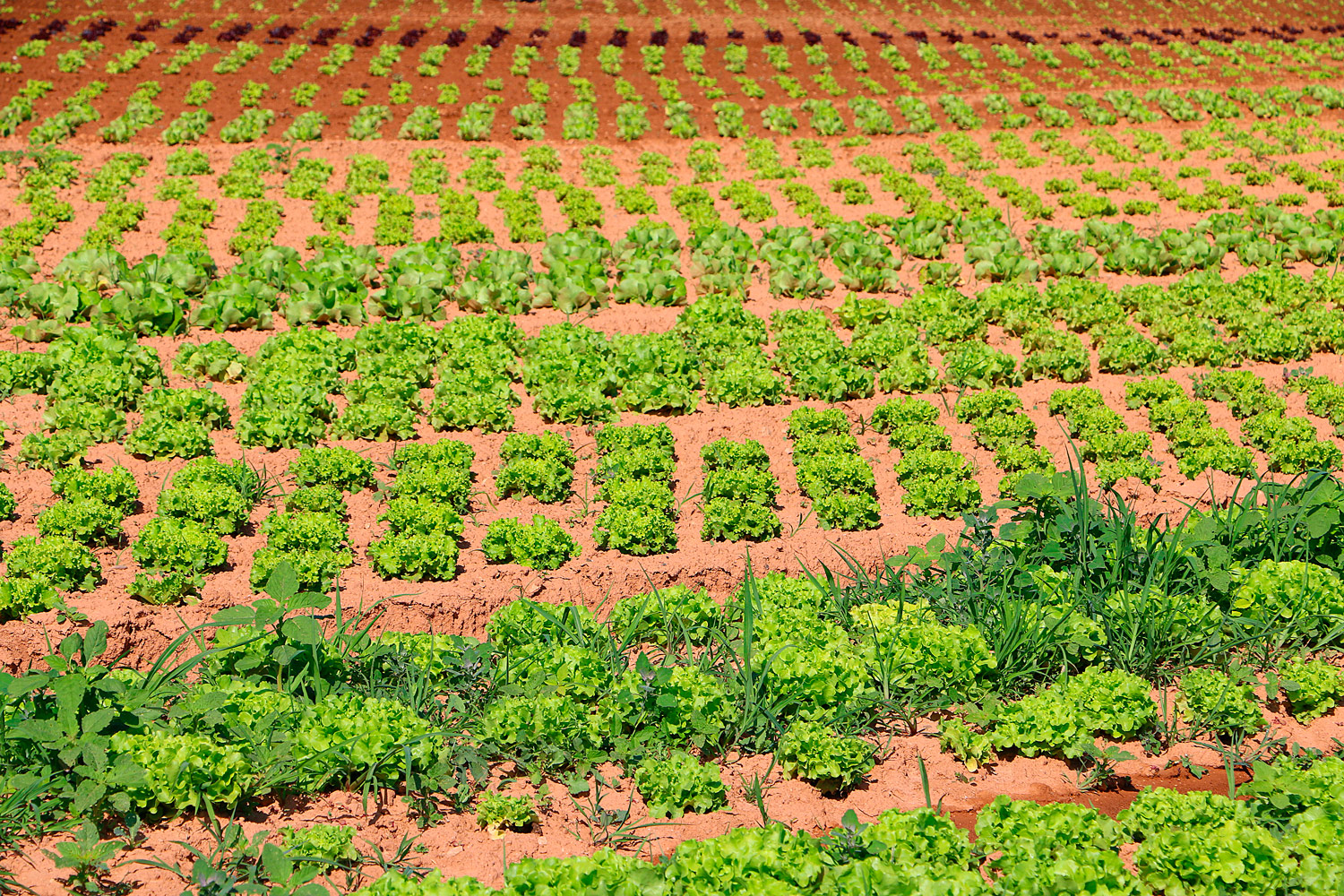 L'agriculture En Provence - Les Engagements - Agriculture - Nos Actions ...