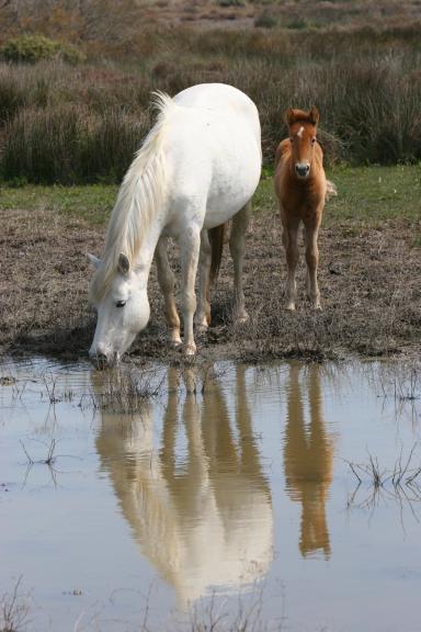 une jument blanche et son poulain près d&amp;amp;#039;un plan d&amp;amp;#039;eau, la jument s&amp;amp;#039;abrevant - Agrandir l'image, fenêtre modale