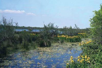 plans d'eau couverts de fleurs et plantes diverses - Agrandir l'image 1 sur 6, fenêtre modale