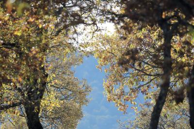 Agrandir l'image 1 sur 4, fenêtre modale