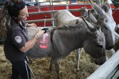 Les ânes à Préférence Provence - Agrandir l'image 21 sur 30, fenêtre modale
