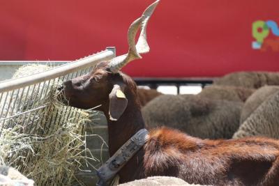 Animaux de la ferme à Préférence Provence - Agrandir l'image 25 sur 30, fenêtre modale