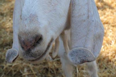Le public au premier salon Préférence Provence - Agrandir l'image 10 sur 30, fenêtre modale