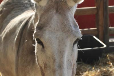 Agrandir l'image 11 sur 30, fenêtre modale