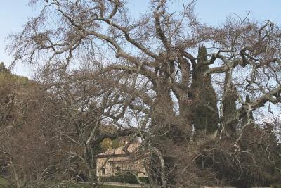 Grand arbre aux branches tortueuses et sans feuilles, situé près d’un chemin et d’une pelouse, avec une maison en arrière-plan. - Agrandir l'image 2 sur 4, fenêtre modale