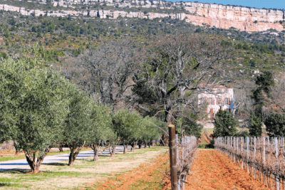 le domaine avec des oliviers traçant la route, à côté, les vignes - Agrandir l'image 2 sur 9, fenêtre modale