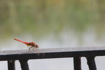 Agrandir l'image 3 sur 5, fenêtre modale