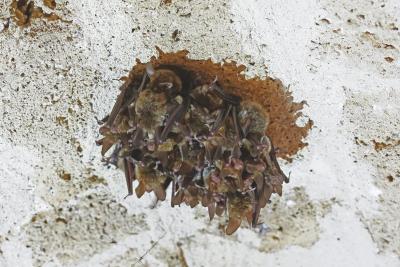 Agrandir l'image 3 sur 5, fenêtre modale