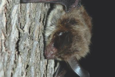 Agrandir l'image 5 sur 5, fenêtre modale