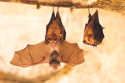 Agrandir l'image 4 sur 5, fenêtre modale