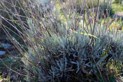 Agrandir l'image 4 sur 7, fenêtre modale