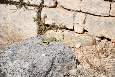 lézard vert avec points bleu posé sur un rocher - Agrandir l'image 3 sur 5, fenêtre modale