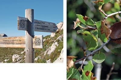 des panneaux de bois indiquant les directions et le nombre de kilomètre pour atteindre les différents points remarquables - Agrandir l'image 3 sur 3, fenêtre modale