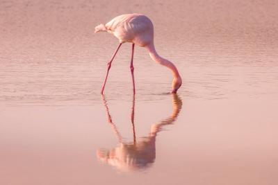 un flamant rose le bec dans l'eau rose des salins - Agrandir l'image 1 sur 7, fenêtre modale