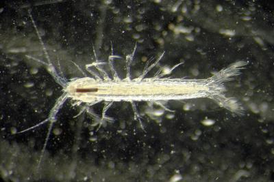 animal microscopique ressemblant à une crevette translucide - Agrandir l'image 2 sur 6, fenêtre modale