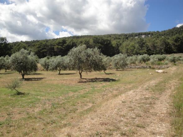 un champ d'olivier entretenue avec une piste en terre - Agrandir l'image, fenêtre modale