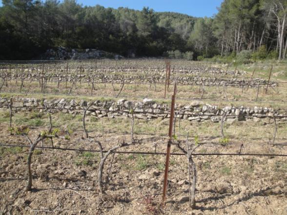 un champ en restanque sec et en friche - Agrandir l'image, fenêtre modale