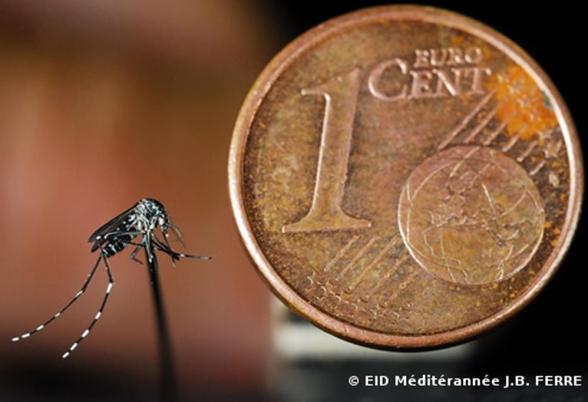 Un moustique tigre est montré à côté d'une pièce de 1 cent. Il est bien plus petit que la pièce.