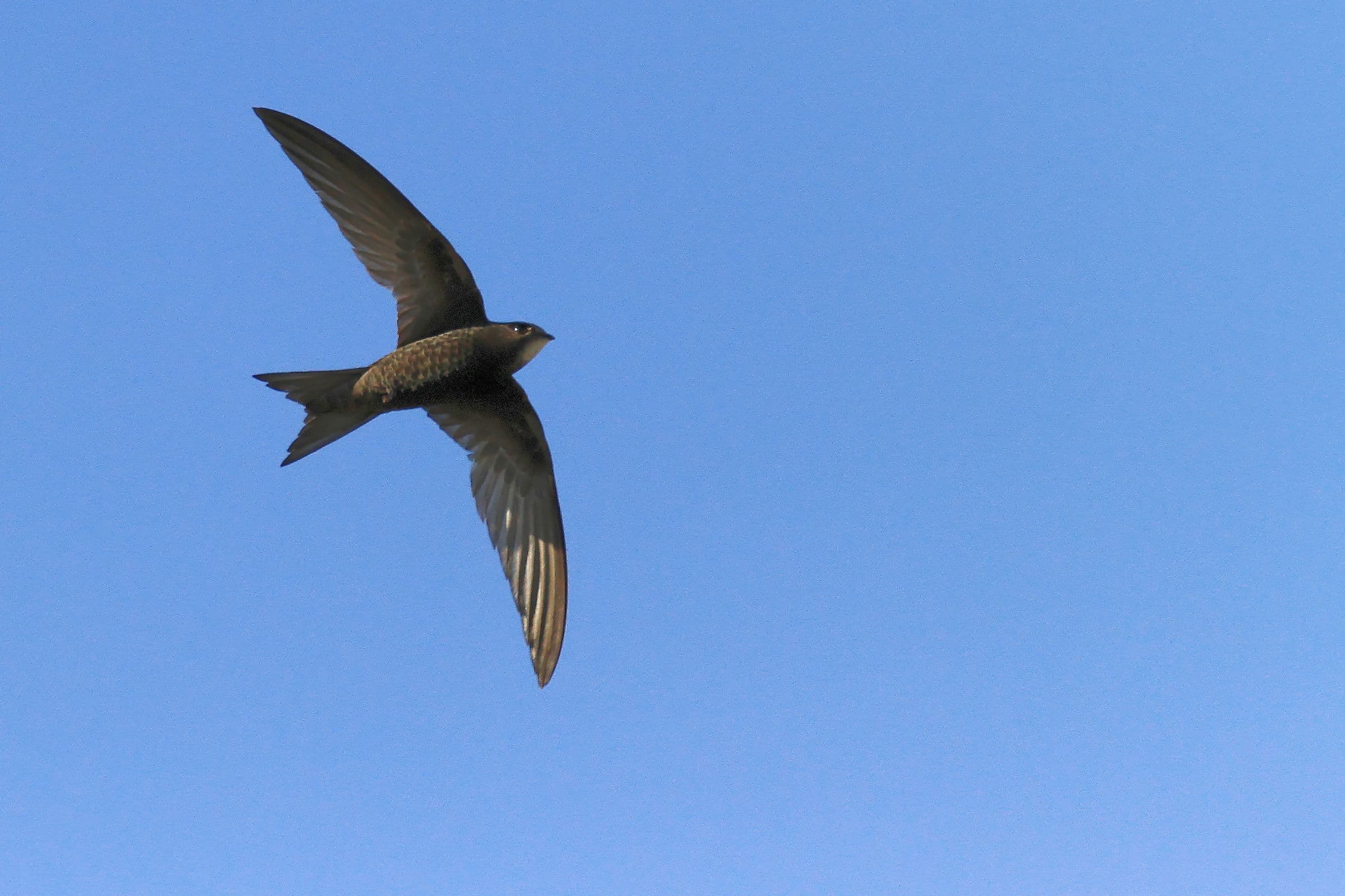 A la découverte du martinet noir, cet extraordinaire oiseau citoyen de nos  territoires 